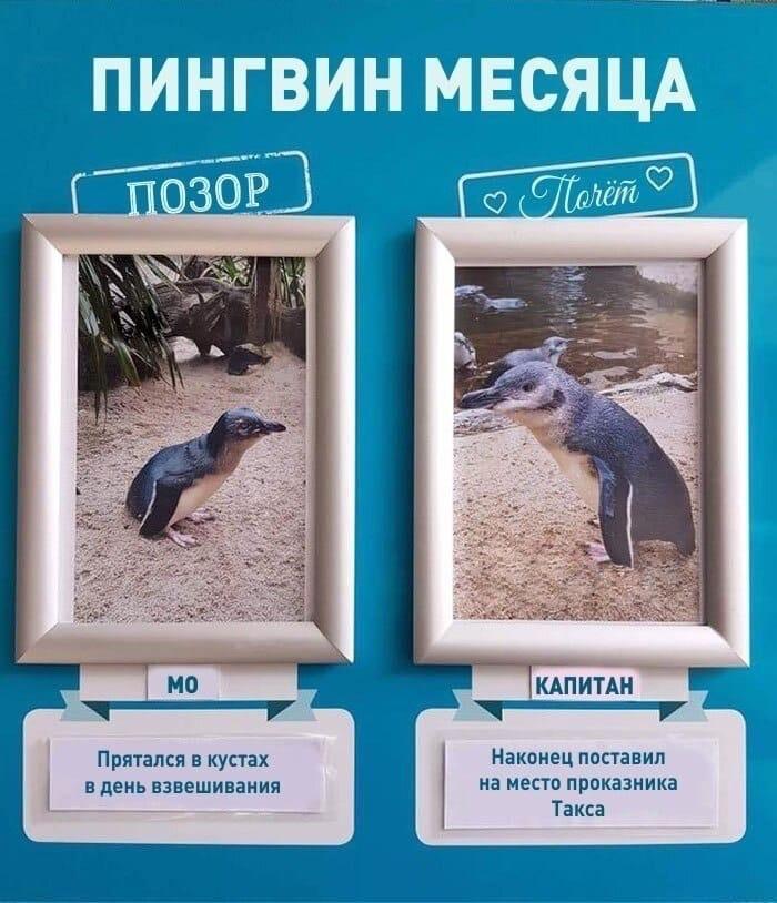 ogorodniki_ohpk/DSHDBLTGg.jpeg