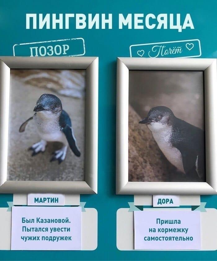 ogorodniki_ohpk/Ws2wBYTMR.jpeg