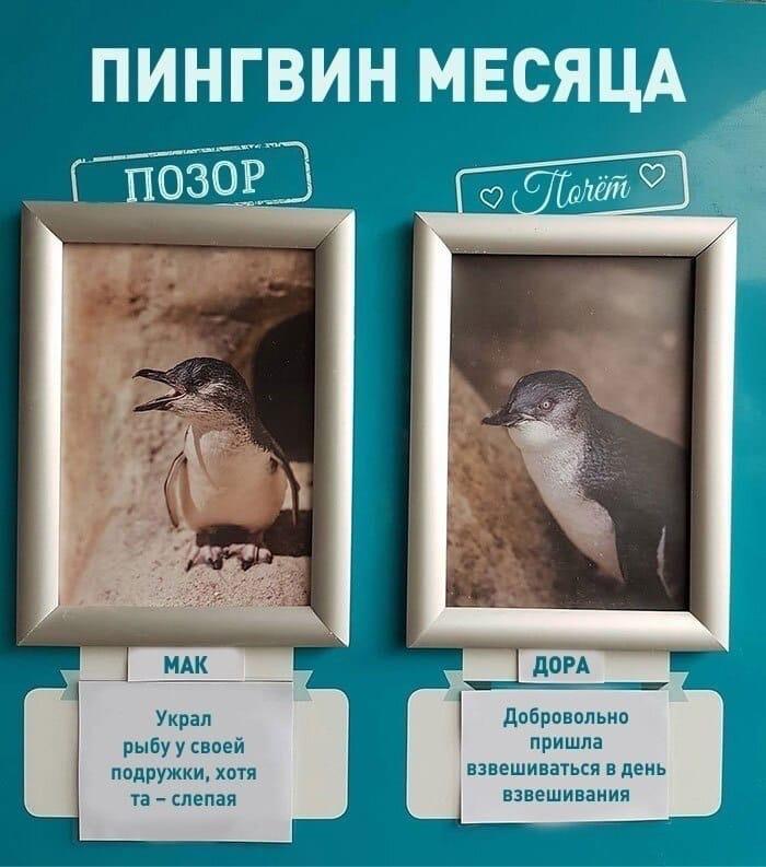ogorodniki_ohpk/exB5BYoGg.jpeg