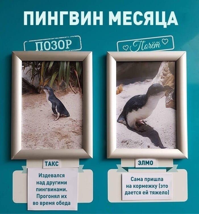ogorodniki_ohpk/pfmvfLTGg.jpeg