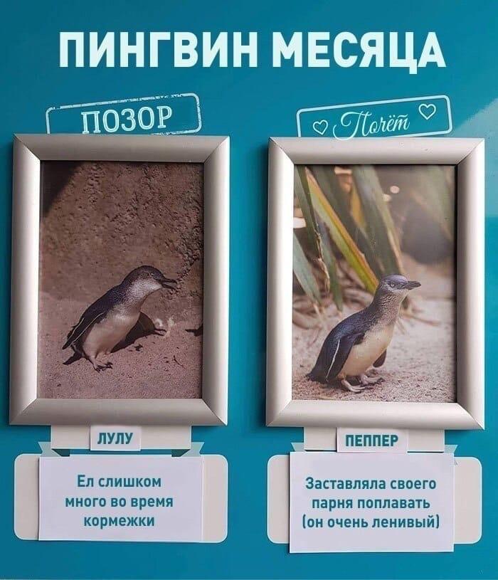 ogorodniki_ohpk/y1jtfLoMR.jpeg